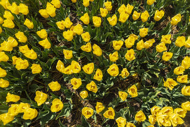 Yellow tulips blooming in springtime field - TAMF02522