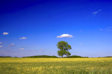Klarer blauer Himmel über einem großen Rapsfeld im Frühling - JTF01604
