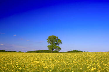 Klarer blauer Himmel über einem großen Rapsfeld im Frühling - JTF01605