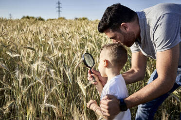 Vater und Sohn untersuchen die Ernte mit einer Lupe auf einem landwirtschaftlichen Feld - VEGF02519