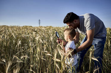 Vater und Sohn untersuchen die Ernte mit einer Lupe auf einem landwirtschaftlichen Feld bei klarem Himmel - VEGF02520