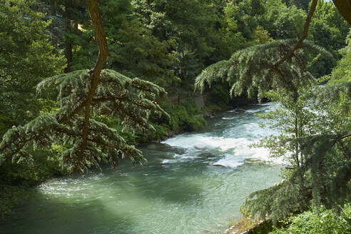 Der Fluss Passer fließt im Sommer durch einen grünen Wald - BSCF00622