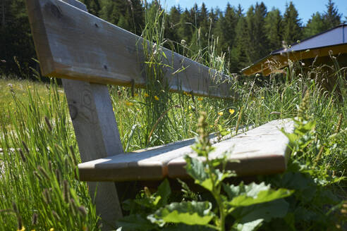 Grass overgrowing wooden bench - BSCF00625