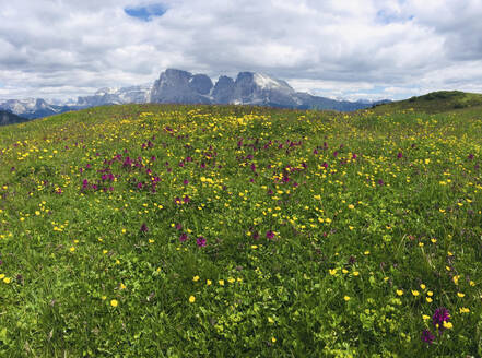 Italy, South Tyrol, Seis am Schlern, Seiser Alm meadow in summer - BSCF00630