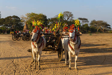 Myanmar, Mandalay Region, Bagan, Harnessed oxen standing outdoors with decorated cart - RUNF03865