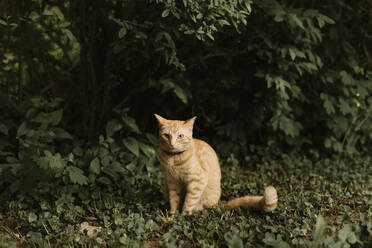 Cat sitting on land against plants in yard - SMSF00051