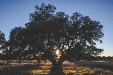 Großer grüner Baum auf einem Feld im Sommer - ADSF01192