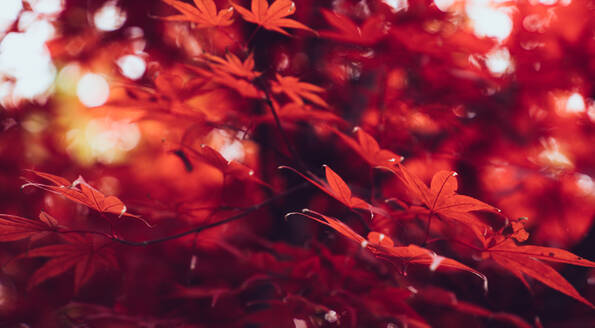 Nahaufnahme von leuchtend roten Blättern eines schönen Baumes im Herbst Wald wächst - ADSF01253