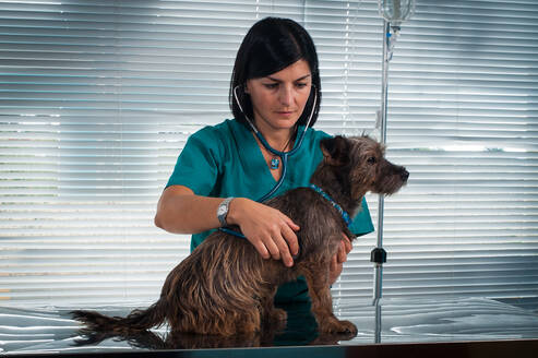 Eine Tierärztin hört den Herzschlag eines Hundes ab. - CUF55918