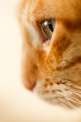 Close up profile of ginger tabby cat. - CUF55940