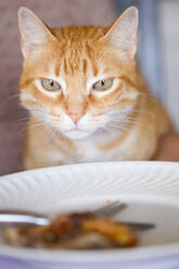 Close up of ginger tabby cat staring at left over food on a plate. - CUF55941