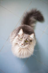 Hohe Winkel Ansicht der flauschigen grauen Katze, auf blauem Hintergrund. - CUF55942