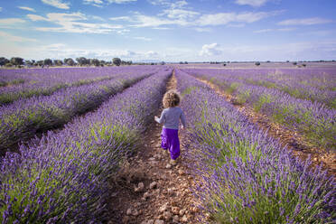 Adorable little girl walking in purple lavender field - ADSF01271