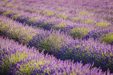 Landscape of purple blooming lavender on field - ADSF01273