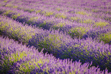 Landschaft mit lila blühendem Lavendel auf einem Feld - ADSF01273