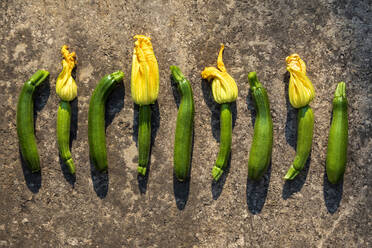 Row of fresh ripe zucchinis - NDF01097