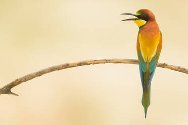 Vogel auf einem Ast stehend - ADSF01348