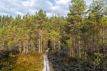 Walking track atViru Raba or bog swamp at Lahemaa national park autumn - CAVF87085