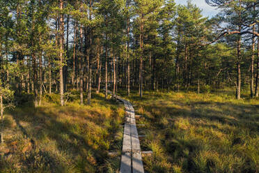 Walking track atViru Raba or bog at Lahemaa national park in autumn - CAVF87087