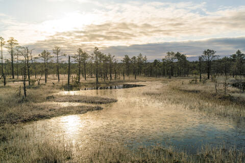 Der See von Viru Raba oder das Moor im Lahemaa-Nationalpark im Herbst, lizenzfreies Stockfoto