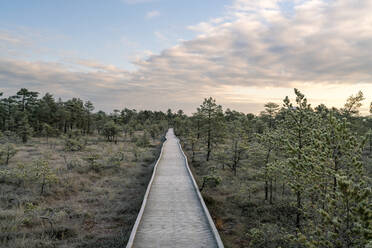 Wanderweg in Viru Raba oder Moor im Lahemaa-Nationalpark im Herbst - CAVF87107