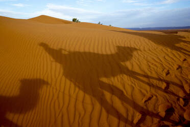 Dromedartrekking in Ostmarokko, Nordafrika, Afrika - RHPLF16110