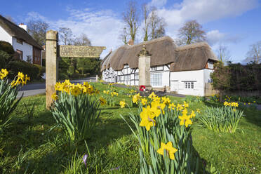 Frühlingsnarzissen auf dem Dorfanger mit weißen, reetgedeckten Cottages dahinter, Wherwell, Hampshire, England, Vereinigtes Königreich, Europa - RHPLF16146