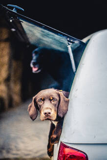 Spaniel, dessen Kopf aus dem Kofferraum eines Autos ragt, Vereinigtes Königreich, Europa - RHPLF16189