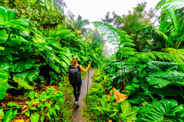 Frau wandert durch die riesigen Elefantenohrpflanzen, Insel Saba, Niederländische Antillen, Westindische Inseln, Karibik, Mittelamerika - RHPLF16196