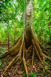 Einer der vielen Bäume, die im Amazonasdschungel, Peru, Südamerika, leben - RHPLF16202