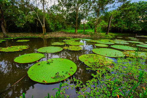 Berühmte Riesenseerosenfelder, Amazonas, Peru, Südamerika - RHPLF16203