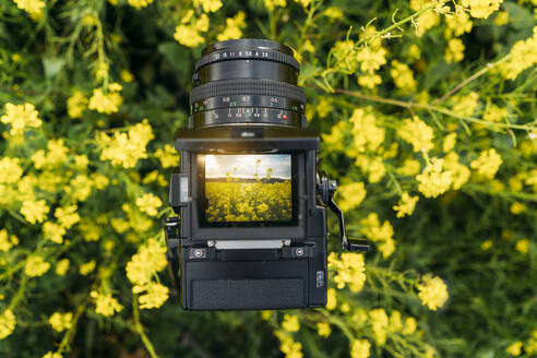 Retro-Gerät mit kleinem Display, das ein Foto der Natur mit gelben Blumen macht - ADSF01449