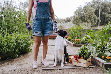 Frau mit Border Collie im Gemüsegarten stehend - EBBF00410