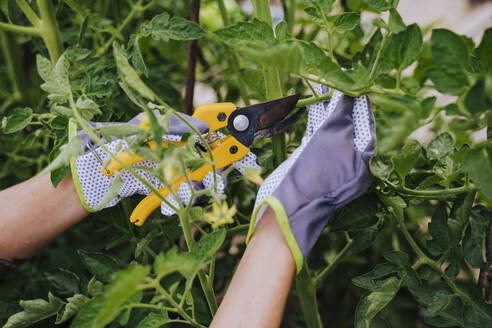 Close-up of woman hands cutting leaf vegetables in garden - EBBF00413