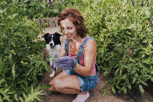 Mid adult woman with border collie working in vegetable garden - EBBF00414