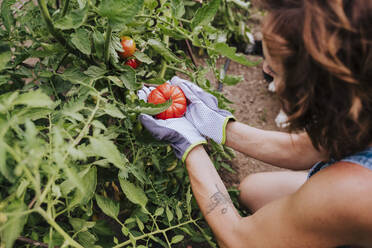 Nahaufnahme einer mittelgroßen erwachsenen Frau, die eine Tomate im Gemeinschaftsgarten hält - EBBF00415