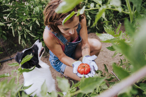 Mid adult woman with border collie holding tomato while working in vegetable garden - EBBF00416