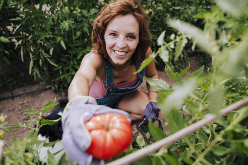 Smiling woman with border collie holding tomato while working in community garden - EBBF00417