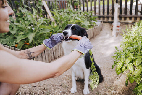 Mid adult woman feeding carrot to border collie in vegetable garden stock photo