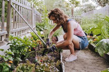 Lächelnde Frau im mittleren Erwachsenenalter, die Gemüse aus dem Hochbeet im Gemeinschaftsgarten erntet - EBBF00422