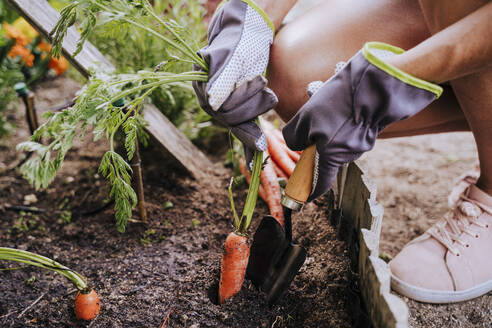 Close-up of mid adult woman collecting carrot from raised bed in vegetable community garden - EBBF00423