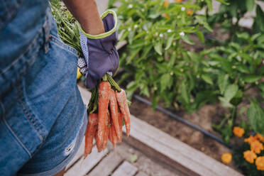 Close-up of mid adult woman holding carrots standing in community garden - EBBF00425