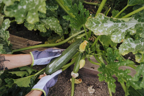 Nahaufnahme einer Frau, die im Gemüsegarten Zucchini pflückt - EBBF00431