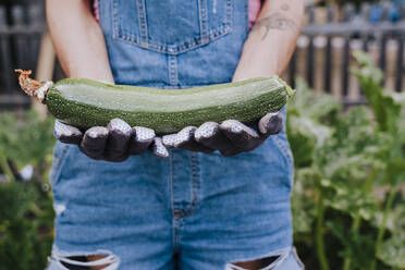 Nahaufnahme einer mittleren erwachsenen Frau, die Zucchini im Gemüsegarten hält - EBBF00433