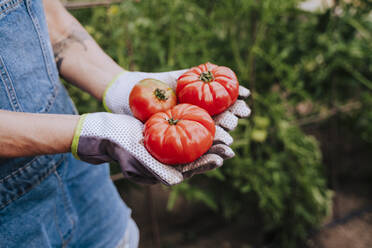 Nahaufnahme einer Frau, die Tomaten gegen Pflanzen im Gemüsegarten hält - EBBF00437
