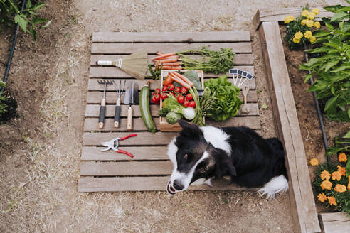 Border collie sitting by vegetables and gardening equipment on wood in community garden - EBBF00439