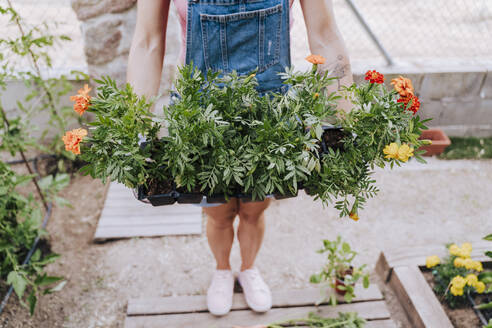 Mid adult woman holding plants while standing in vegetable garden - EBBF00440