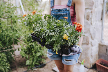 Mid adult woman holding potted plants while standing in vegetable garden - EBBF00441