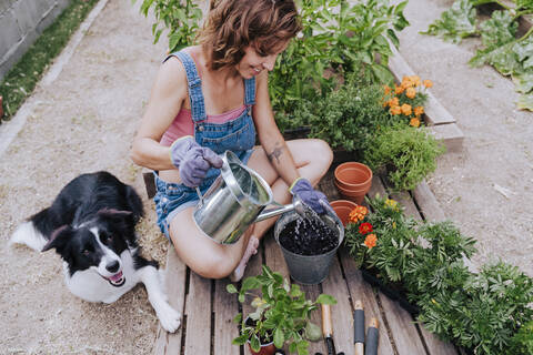 Frau gießt Pflanze, während sie mit Border Collie im Gemüsegarten sitzt, lizenzfreies Stockfoto