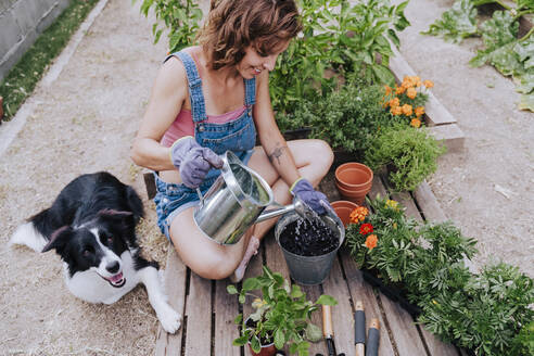 Woman watering plant while sitting with border collie at vegetable garden - EBBF00444